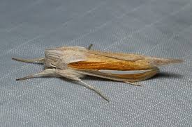 Attēlu rezultāti vaicājumam “Cucullia lucifuga”