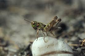 Attēlu rezultāti vaicājumam “Myrmeleotettix maculatus”