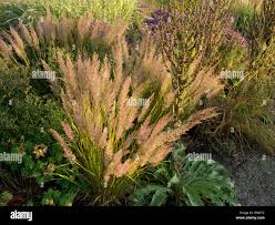 Attēlu rezultāti vaicājumam “Calamagrostis arundinacea”