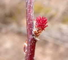 Attēlu rezultāti vaicājumam “Myrica gale bud”