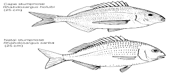 Image result for Rhabdosargus holubi