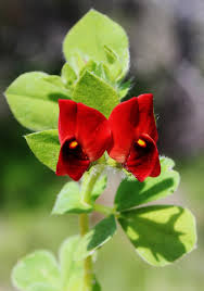 Image result for Lotus tetragonolobus