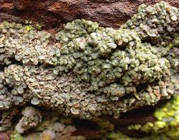 Attēlu rezultāti vaicājumam “Hypocenomyce scalaris”