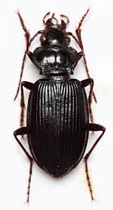 Attēlu rezultāti vaicājumam “Nebria brevicollis”