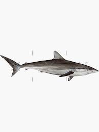 Image result for Carcharhinus falciformis