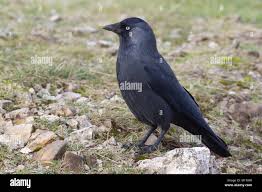 Attēlu rezultāti vaicājumam “Corvus monedula adult”