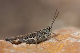 Attēlu rezultāti vaicājumam “Chortippus sp.”