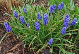Attēlu rezultāti vaicājumam “Muscari armeniacum flower”