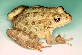 Attēlu rezultāti vaicājumam “Pelophylax juvenile”