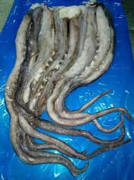 Image result for Dosidicus gigas