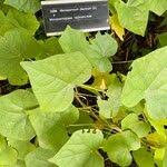 Attēlu rezultāti vaicājumam “Menispermum dauricum leaf”