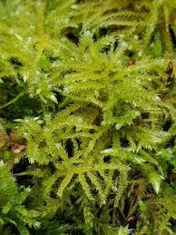 Attēlu rezultāti vaicājumam “Eurhynchium angustirete sporophyte”