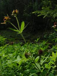 Attēlu rezultāti vaicājumam “Comarum palustre leaf”