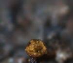 Attēlu rezultāti vaicājumam “Licea chelonoides”