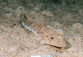 Image result for Platycephalus richardsoni