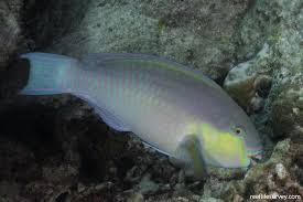 Image result for Chlorurus perspicillatus