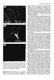 Image result for Pachymetopon grande