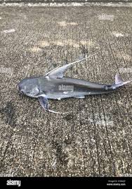 Image result for Bagre marinus