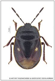 Attēlu rezultāti vaicājumam “Adomerus biguttatus”