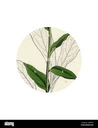 Attēlu rezultāti vaicājumam “Pulmonaria angustifolia leaf”