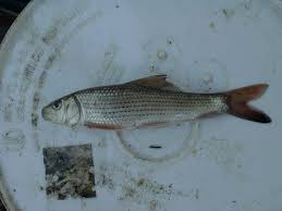 Image result for Minytrema melanops