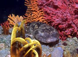 Image result for Haploblepharus pictus