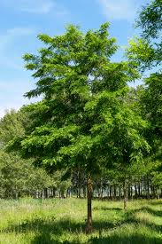 Attēlu rezultāti vaicājumam “Robinia pseudoacacia”