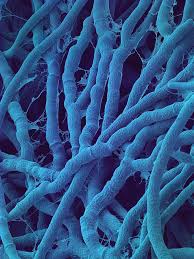 Attēlu rezultāti vaicājumam “Antrodia malicola”