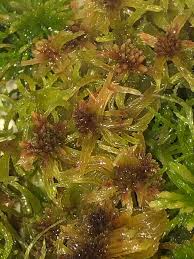 Attēlu rezultāti vaicājumam “Sphagnum russowii”