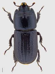 Attēlu rezultāti vaicājumam “Sinodendron cylindricum male”