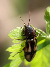 Attēlu rezultāti vaicājumam “Selatosomus cruciatus”