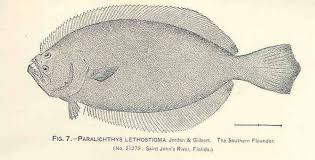 Image result for Paralichthys lethostigma