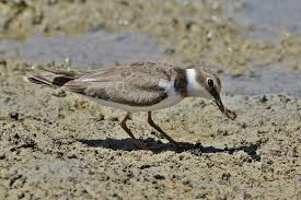 Attēlu rezultāti vaicājumam “Charadrius dubius adult”
