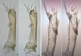 Attēlu rezultāti vaicājumam “Polypogon tentacularius male”