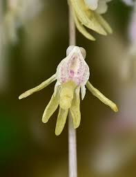 Attēlu rezultāti vaicājumam “Epipogium aphyllum”