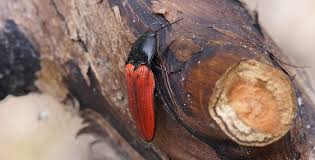 Attēlu rezultāti vaicājumam “Ampedus sp.”