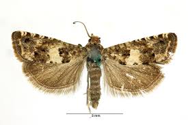 Attēlu rezultāti vaicājumam “Epiblema grandaevana”