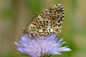 Attēlu rezultāti vaicājumam “Melitaea cinxia upperside”