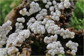 Attēlu rezultāti vaicājumam “Trichia scabra”