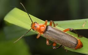 Attēlu rezultāti vaicājumam “Cantharis livida”