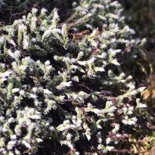 Attēlu rezultāti vaicājumam “Hedwigia ciliata”