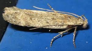 Attēlu rezultāti vaicājumam “Gelechia jakovlevi”