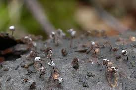 Attēlu rezultāti vaicājumam “Didymium nigripes”