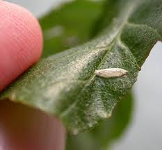 Attēlu rezultāti vaicājumam “Bucculatricidae”