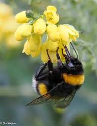 Attēlu rezultāti vaicājumam “Bombus terrestris”