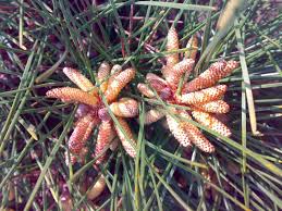 Attēlu rezultāti vaicājumam “Pinus pumila male flower”