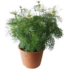 Image result for Schmuckkörbchen