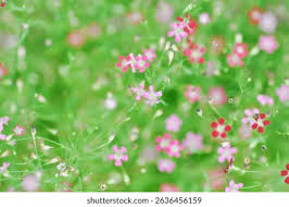 Attēlu rezultāti vaicājumam “Gypsophila muralis flower”