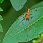 Attēlu rezultāti vaicājumam “Tetragnatha extensa”