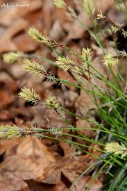 Attēlu rezultāti vaicājumam “Carex pseudocyperus female flower”